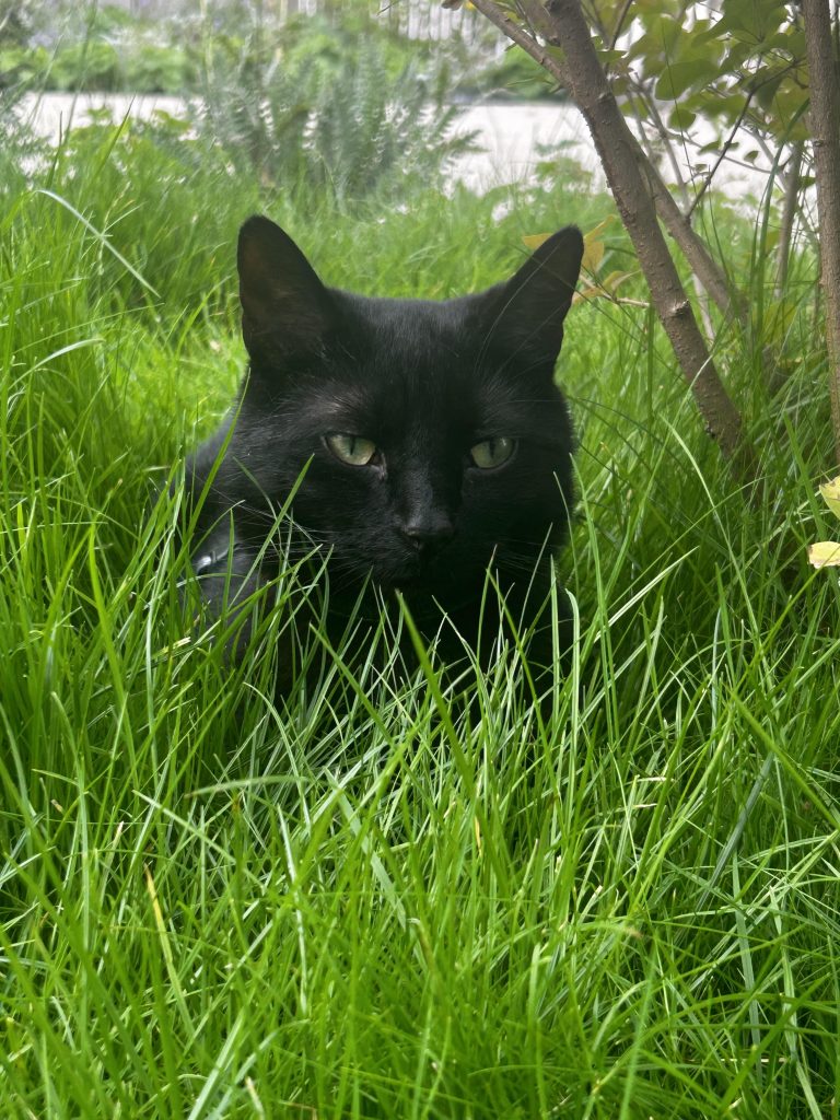 Mein Kater Newt